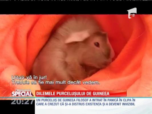 SPECIAL! Dilemele purceluşului de guineea