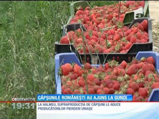 Nu ajung la gem, ajung la gunoi. Căpşunile de Halmeu vor fierbe în containerele cu resturi