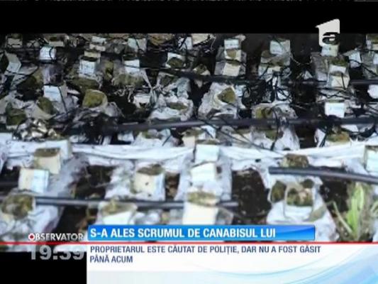 Cultură de peste 700.000 de euro de marijuana, făcută scum într-un incendiu