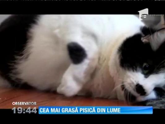 Cea mai grasă pisică din lume