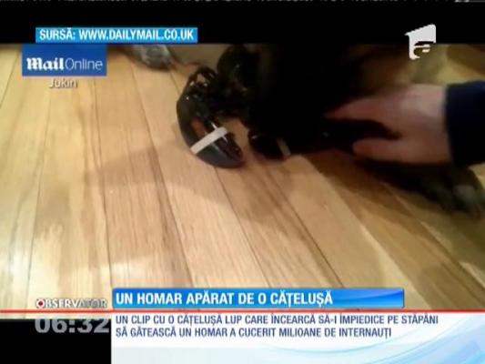Un câine lup încearcă să-i împiedice pe stăpâni să gătească un homar