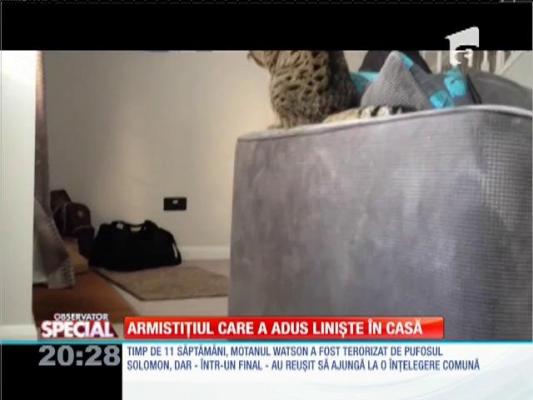 Special! Armistițiul care a adus liniștea în casă