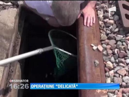 Boboci de raţă salvați în ultimul moment