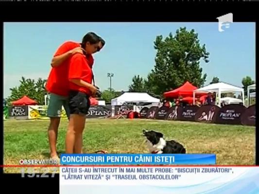 Concursuri pentru câini isteţi