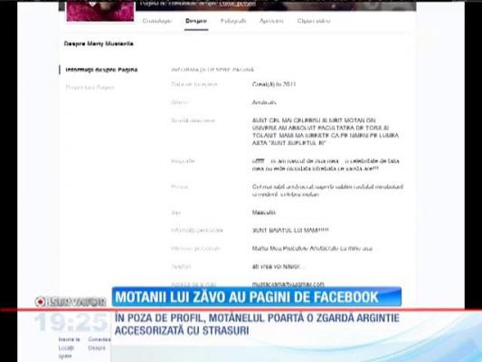 Motanii lui Zăvo au pagini de Facebook