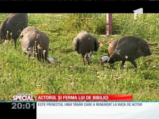 Special! Singura fermă ecologică de bibilici din Estul Europei se află în Harghita