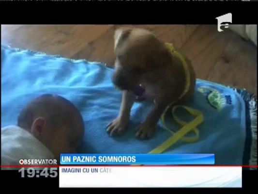 Un paznic somnoros