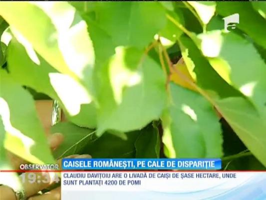 Caisele româneşti lipsesc cu desăvârşire din pieţe. Mâncăm de la greci