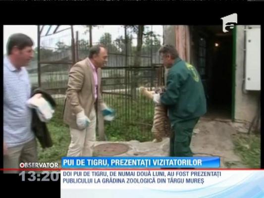 Pui de tigru, prezentaţi vizitatorilor Grădinii Zoologice din Târgu Mureş