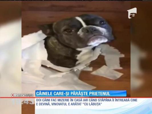 Câinele care nu-și apără prietenul
