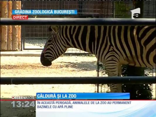 Animalele de la Grădina Zoologică, ferite de căldură