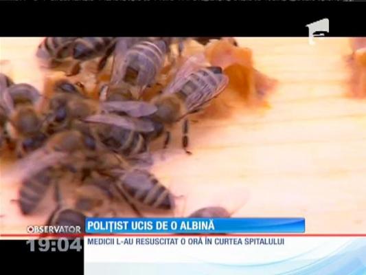Poliţist din Buzău ucis de o albină