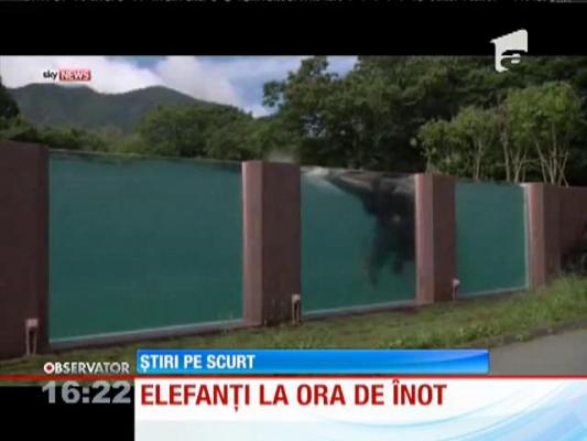 Elefanți la ora de înot