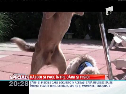 Special! Război şi pace între câini şi pisici