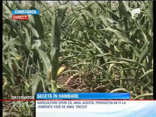 Agricultorii, neputincioși în fața naturii! Seceta taie în jumătate recolta de porumb