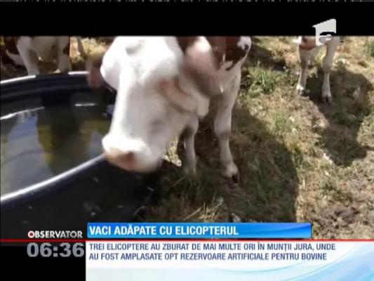 În Elveţia, vacile care pasc la munte au fost adăpate cu ajutorul elicopterelor