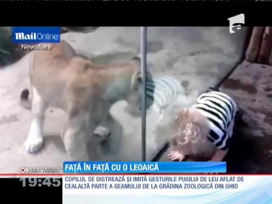 Un copil din Ohio, faţă în faţă cu o leoaică