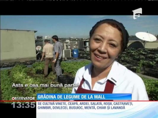 BRAZILIA: Grădina de legume de la mall
