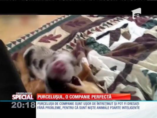 SPECIAL! Purceluşul, o companie perfectă