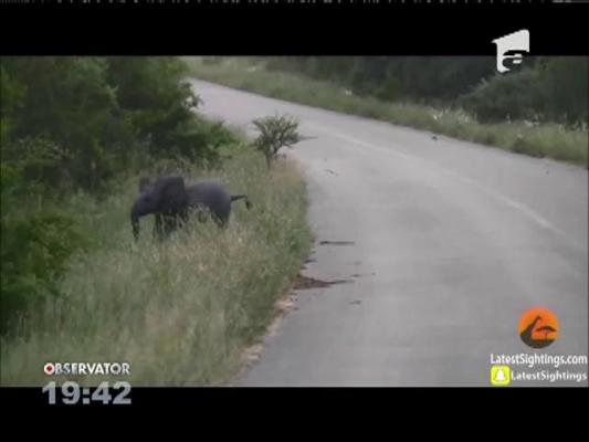 Un pui de elefant se distrează urmărind nişte păsări