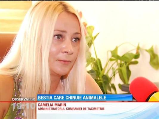 Un taximetrist din Bucureşti a aruncat un pui de pisică între doi câini de luptă