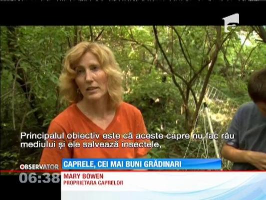 Caprele, cei mai buni grădinari