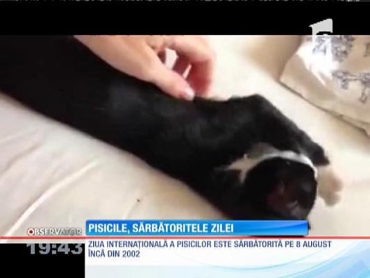 8 August - Ziua internaţională a pisicilor!