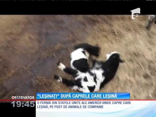 Caprele care leşină!