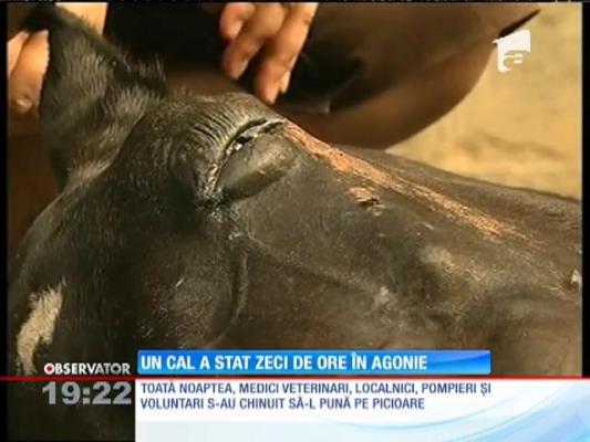 Mobilizare de forţe la Domneşti, în Ilfov, pentru salvarea unui cal