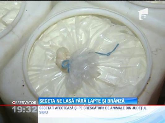 Seceta ne lasă fără lapte și brânză