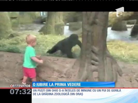 Prietenie neaşteptată între un pui de gorilă şi un băieţel