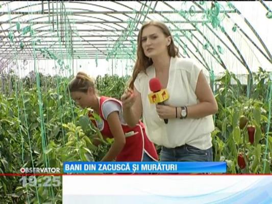 Zacusca se păstrează în pivniță până ajunge pe mesele clienților