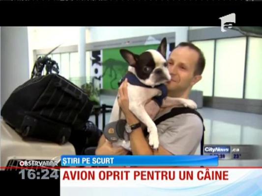 Un buldog francez a deturnat un avion canadian care decolase din Israel