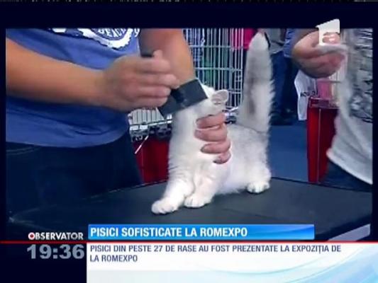 Pisici din peste 27 de rase au fost prezentate la expoziția de la Romexpo