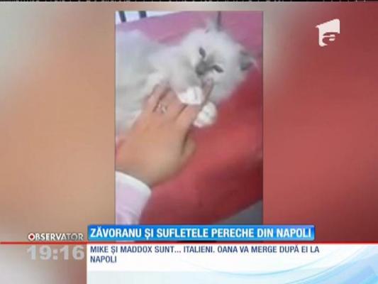 După şase săptămâni de doliu, Oana Zăvoranu şi-a găsit alinarea