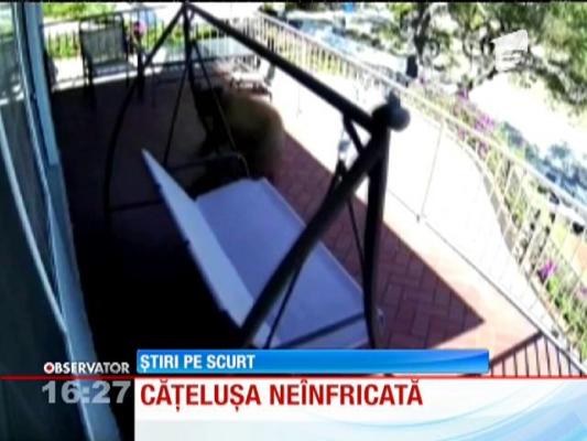 Trei urși au fost puși pe fugă de un câine de talie mică. Cum a fost posibil!