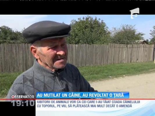 Revoltă în satul BESTIILOR care au şocat o ţară întreagă după ce AU TĂIAT COADA UNUI CÂINE