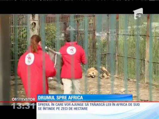 Cinci lei de la grădina zoologică din Baia Mare au fost transferaţi în Africa de Sud