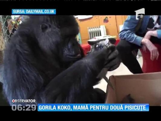 O gorilă din California a adoptat doi pui de pisică