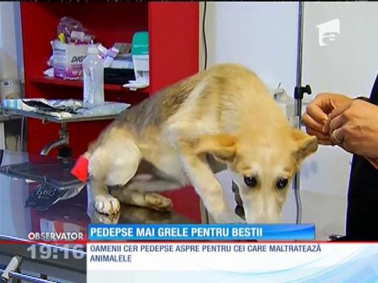 Iubitorii de animale cer pedepse mai aspre pentru cei care bat necuvântătoare