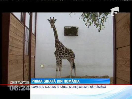 Camerun, prima girafă din România. Când i se vor aduce parteneri de joacă