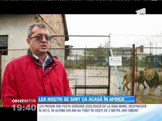 Leii salvaţi de la grădina zoologică din Baia Mare s-au adaptat perfect în Africa de Sud