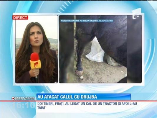 INUMAN! Au târât un cal cu un tractor și apoi l-au rănit cu o drujbă