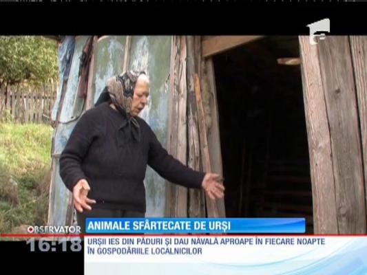 Bărbat atacat de urs, în judeţul Buzău!