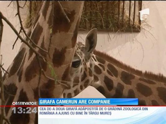 În Târgu Mureş a ajuns cea de-a doua girafă adăpostită de o grădină zoologică din România