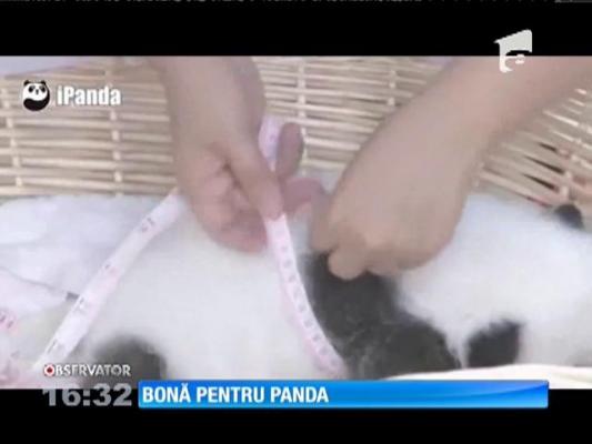 Creşa pentru urşi panda! Un loc mai frumos nici că se putea!