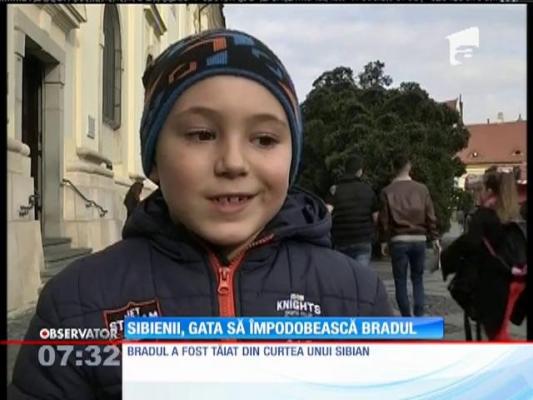 Sibienii, gata să împodobească bradul de Crăciun