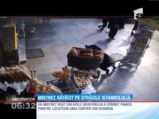 Un mistreţ a stârnit panică pe străzile unui cartier din Istanbul