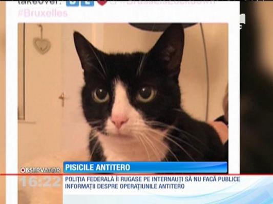 Pisicile antitero au invadat internetul