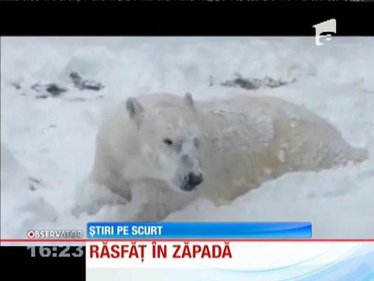 Iarna e întâmpinată cu fericire! Un urs polar, răsfăț în zăpadă